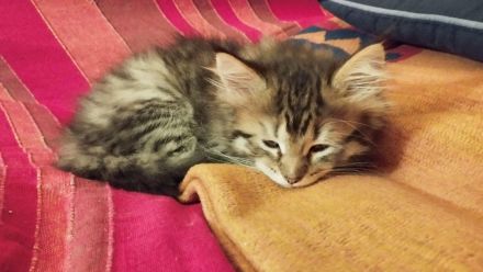 Zwei süße Maine Coon Kätzchen suchen eine Familie