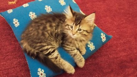 Zwei süße Maine Coon Kätzchen suchen eine Familie