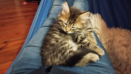 Zwei süße Maine Coon Kätzchen suchen eine Familie