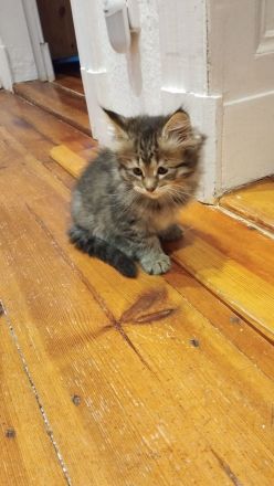 Zwei süße Maine Coon Kätzchen suchen eine Familie