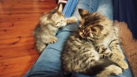 Zwei süße Maine Coon Kätzchen suchen eine Familie