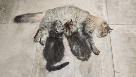 Zwei süße Maine Coon Kätzchen suchen eine Familie
