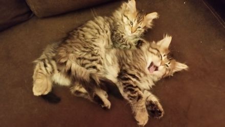 Zwei süße Maine Coon Kätzchen suchen eine Familie