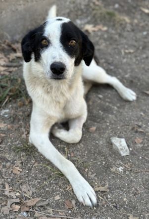 Alva, geb. ca. 05/2023, lebt in GRIECHENLAND, auf einer privaten Pflegestelle