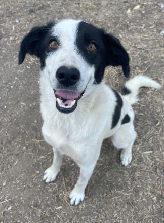 Alva, geb. ca. 05/2023, lebt in GRIECHENLAND, auf einer privaten Pflegestelle