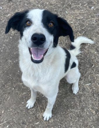 Alva, geb. ca. 05/2023, lebt in GRIECHENLAND, auf einer privaten Pflegestelle