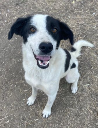 Alva, geb. ca. 05/2023, lebt in GRIECHENLAND, auf einer privaten Pflegestelle