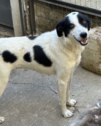 Alva, geb. ca. 05/2023, lebt in GRIECHENLAND, auf einer privaten Pflegestelle