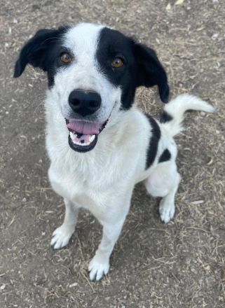 Alva, geb. ca. 05/2023, lebt in GRIECHENLAND, auf einer privaten Pflegestelle