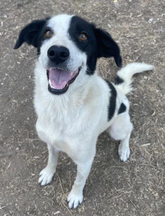 Alva, geb. ca. 05/2023, lebt in GRIECHENLAND, auf einer privaten Pflegestelle