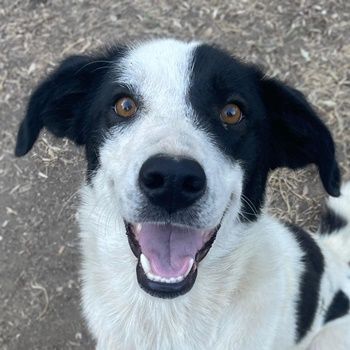 Alva, geb. ca. 05/2023, lebt in GRIECHENLAND, auf einer privaten Pflegestelle