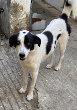 Alva, geb. ca. 05/2023, lebt in GRIECHENLAND, auf einer privaten Pflegestelle