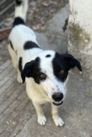 Alva, geb. ca. 05/2023, lebt in GRIECHENLAND, auf einer privaten Pflegestelle