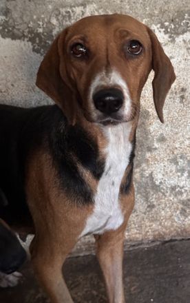 Imelda, geb. ca. 11/2021, lebt in GRIECHENLAND, auf einer privaten Pflegestelle