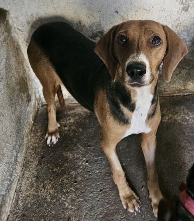 Imelda, geb. ca. 11/2021, lebt in GRIECHENLAND, auf einer privaten Pflegestelle