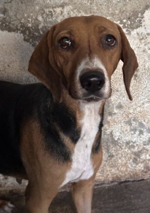 Imelda, geb. ca. 11/2021, lebt in GRIECHENLAND, auf einer privaten Pflegestelle