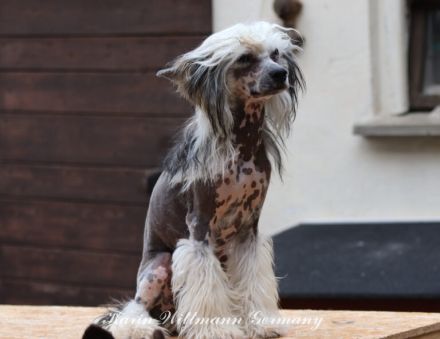 Amun & Chiron & Caruso in Terra Civis