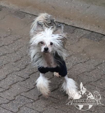 Amun & Chiron & Caruso in Terra Civis