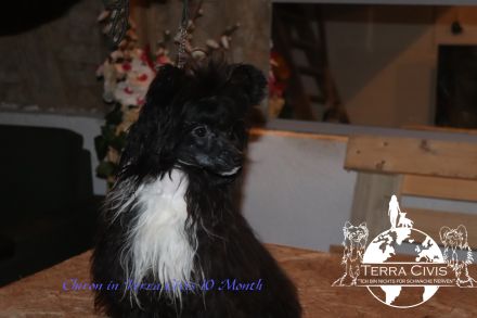 Amun & Chiron & Caruso in Terra Civis