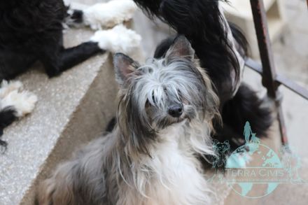 Amun & Chiron & Caruso in Terra Civis