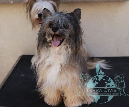 Amun & Chiron & Caruso in Terra Civis