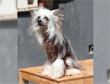 Amun & Chiron & Caruso in Terra Civis