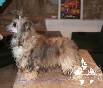 Amun & Chiron & Caruso in Terra Civis