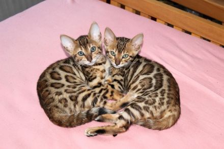 Bengal Kitten. Verschiedene Preis. Ab 500 nach Muster.