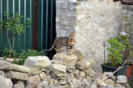 Bengal Kitten. Verschiedene Preis. Ab 500 nach Muster.