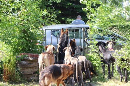 of the Bavarain Dream