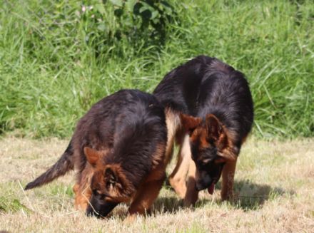 of the Bavarain Dream