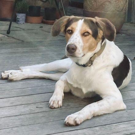 Rüde Eddy / derzeit in 67435 Neustadt an der Weinstraße