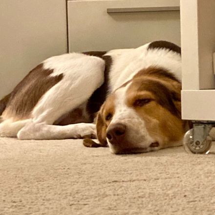 Rüde Eddy / derzeit in 67435 Neustadt an der Weinstraße