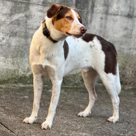 Rüde Eddy / derzeit in 67435 Neustadt an der Weinstraße