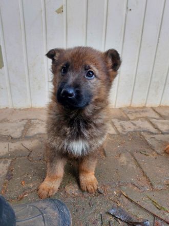 Deutsche Schäferhundwelpen