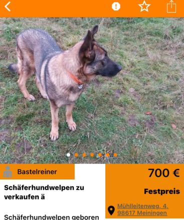 Deutsche Schäferhundwelpen