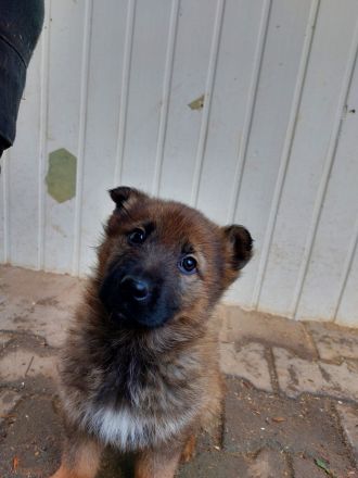 Deutsche Schäferhundwelpen