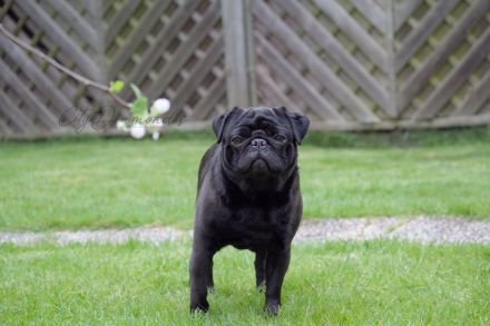 Schoko Mops sucht seine Herzensfamilie