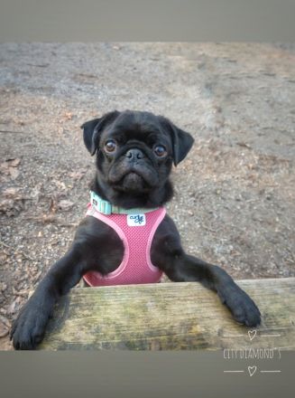 Schoko Mops sucht seine Herzensfamilie