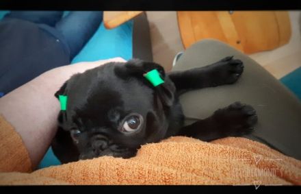 Schoko Mops sucht seine Herzensfamilie