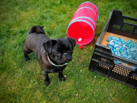 Schoko Mops sucht seine Herzensfamilie