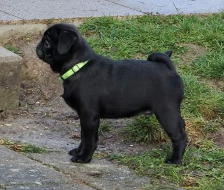 Schoko Mops sucht seine Herzensfamilie