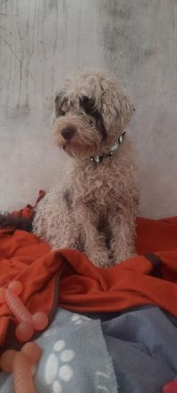 Perro de Agua Bamboo