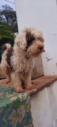 Perro de Agua Bamboo