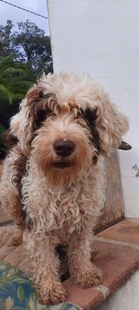 Perro de Agua Bamboo