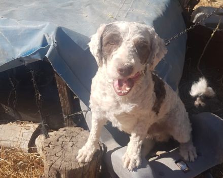 Perro de Agua Bamboo