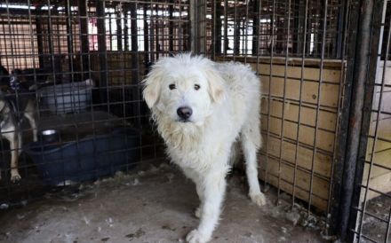 Fluffy im bezaubernden Wuschel-Look sucht sein Zuhause