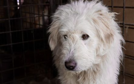 Fluffy im bezaubernden Wuschel-Look sucht sein Zuhause