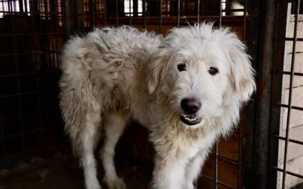 Fluffy im bezaubernden Wuschel-Look sucht sein Zuhause