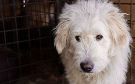 Fluffy im bezaubernden Wuschel-Look sucht sein Zuhause